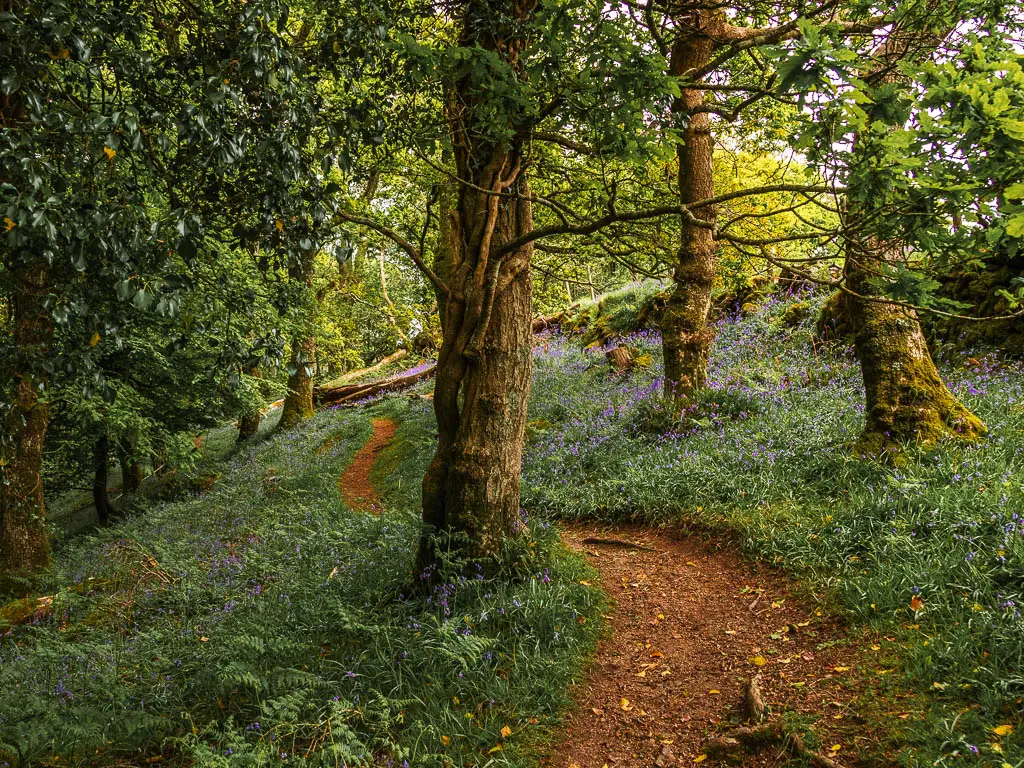 A dirt trail snaking along the side of a hill inn the woods, along the circular walk to Sheepstor. The path is surround by bluebells.