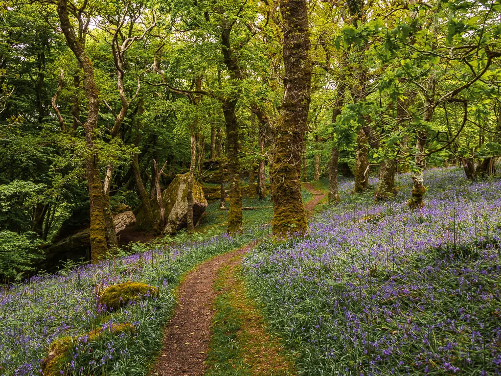 A dirt trail in the woods, lines with lots of bluebells, along the Sheepstor circular walk.