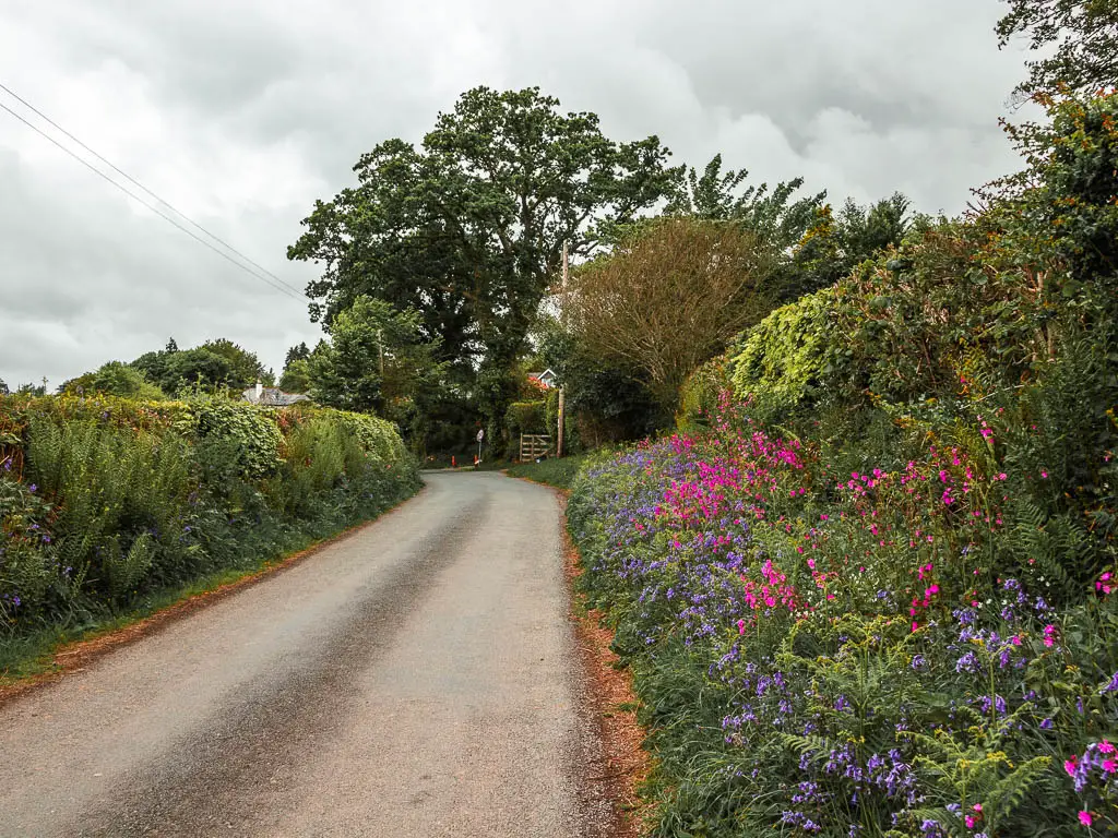 A country road, with bushes is purple and pink flowers on the right, on the Sheepstor circular walk.