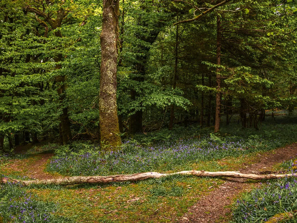 A trail split in the woods, with a large branch over the trails and lots of bluebells in the trail junction.