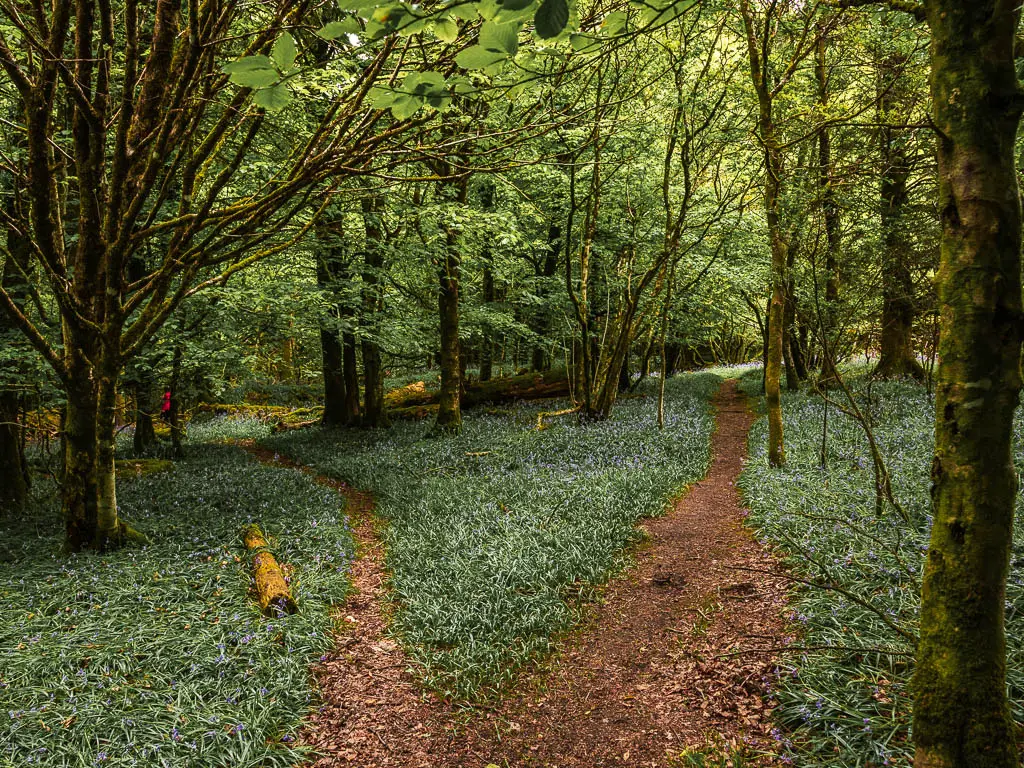 A trail split surrounded by grass and thin trunked woodland trees.