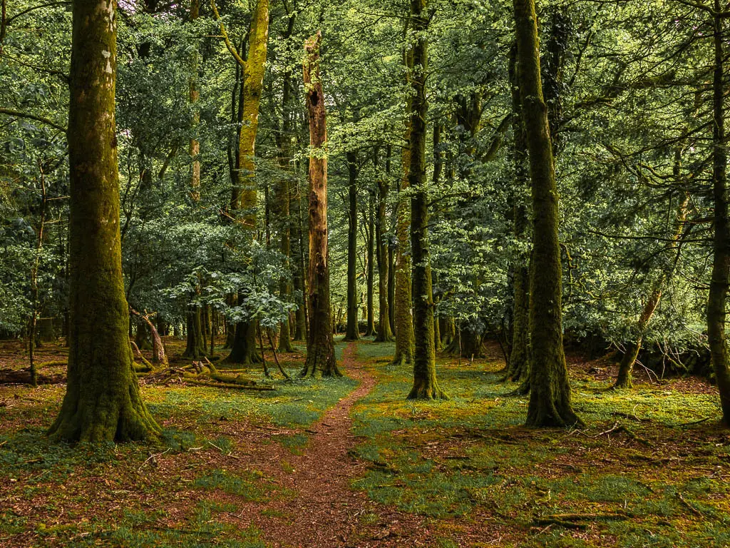 A narrow dirt trail leading through the tall woodland trees.