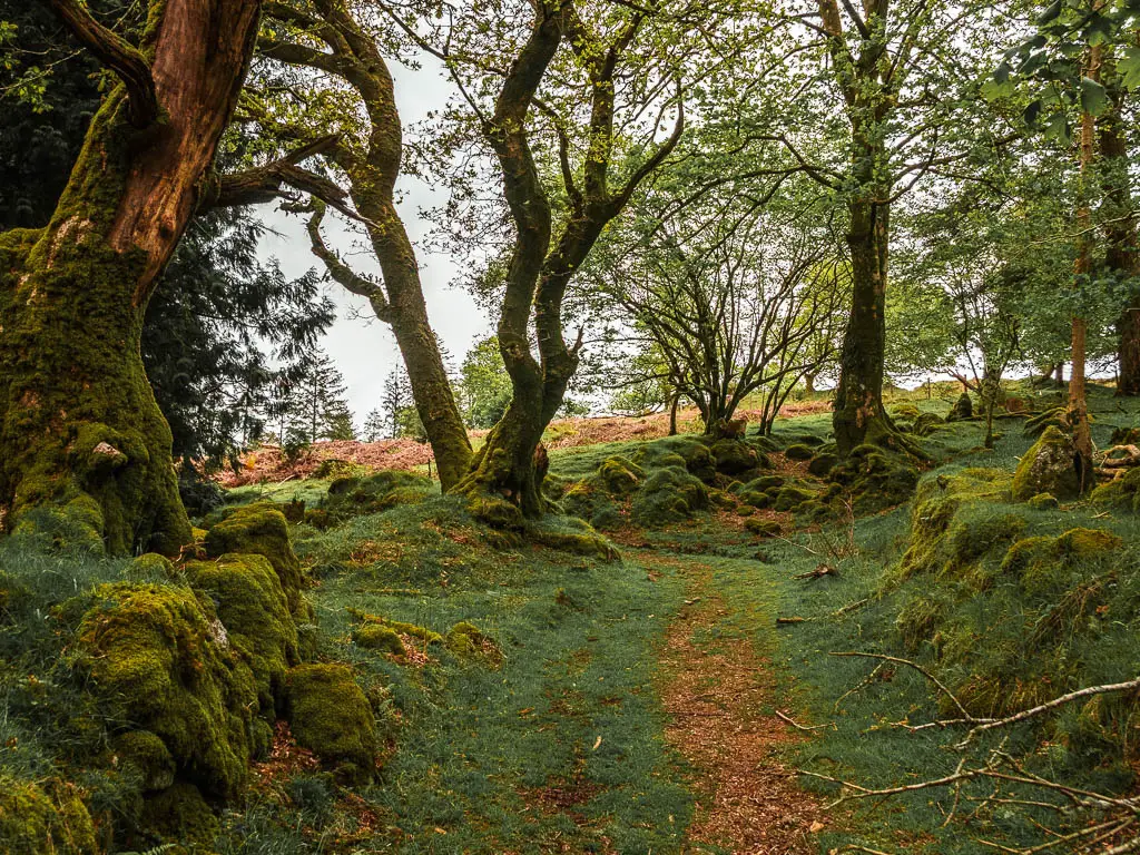 A dirt trail leading uphill, lined with moss covered rocks and trees, on the Sheepstor circular walk.