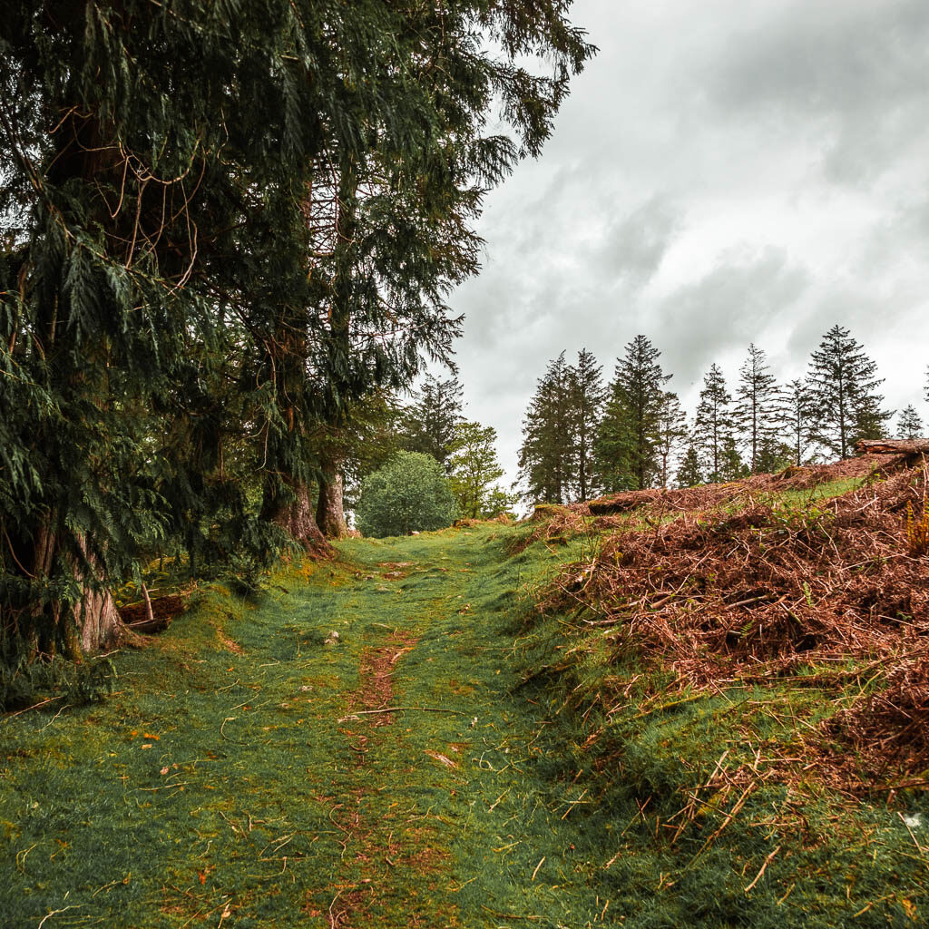 A grass trail going uphill, with trees to the left.