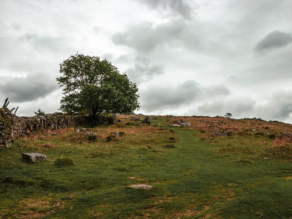 Looking up a hill, with a stone wall on the left, with a tree next to it.