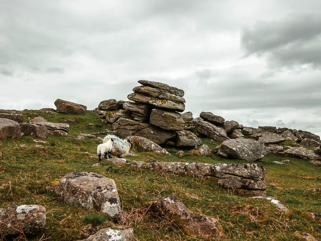 Tor outcrops across the grass ground at on the circular walk up at Sheepstor. There are a couple of sheep standing on one of the rocks.