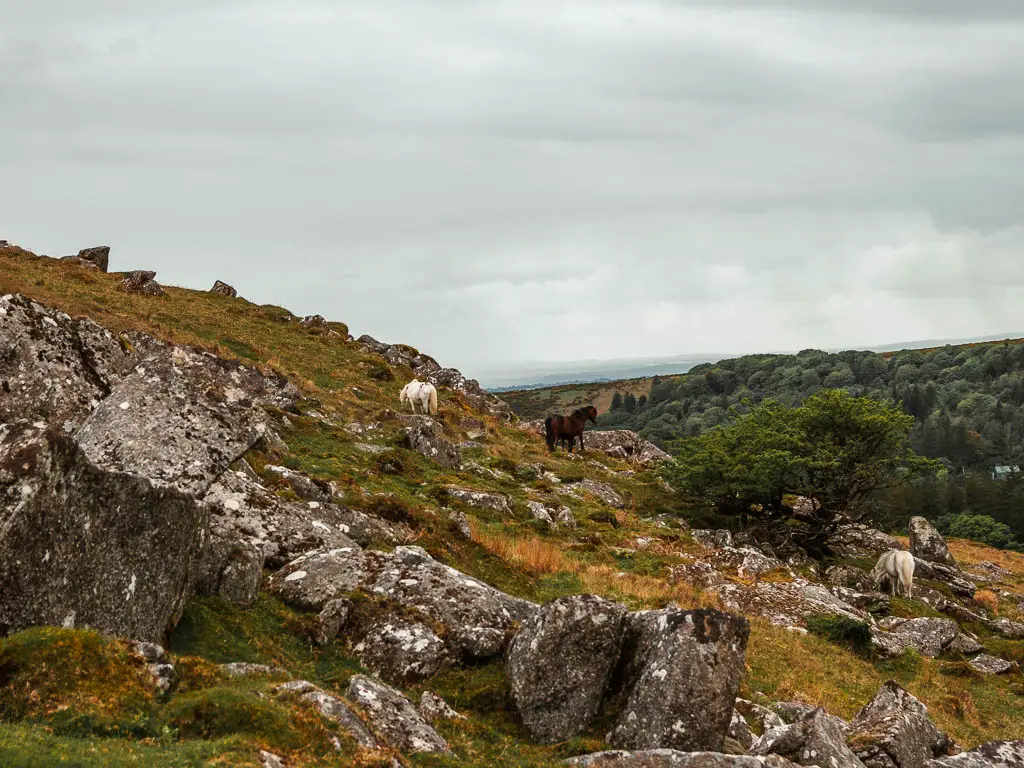 Looking along the side of a tor covered hill to two Dartmoor Ponies along the Sheepstor circular walk. One pony is white, the other is brown.