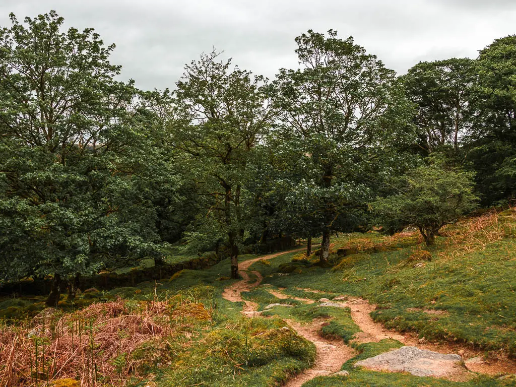 Dirt trails running through the grass towards some trees.