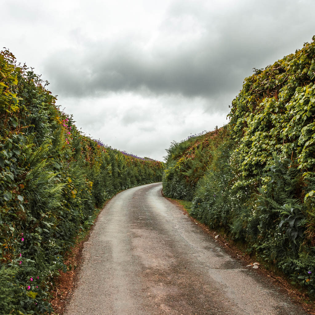 A country road curving ahead to the right and lined with tall hedges.