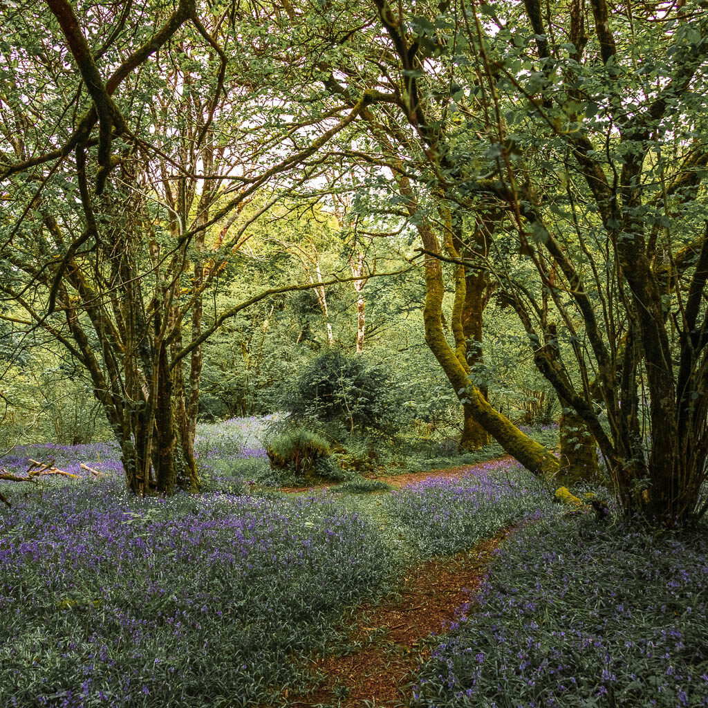 A dirt path lined with bluebells in the woods.