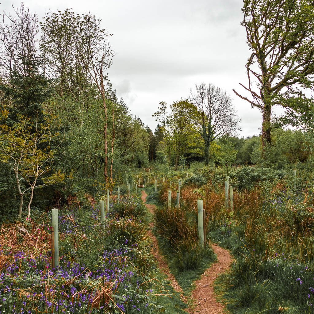 Two narrow dirt trails lined with tall grass and bluebells.