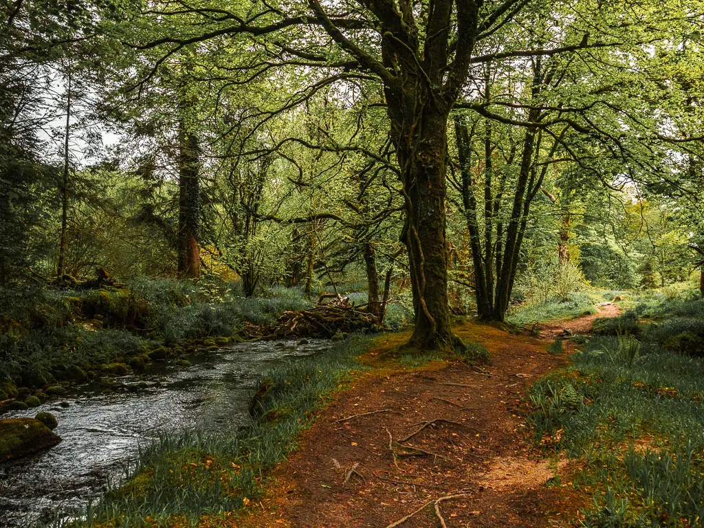 A dirt path in the woods, with a stream to the left.