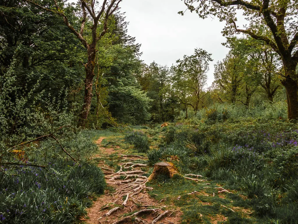 A trail covered in tree roots, and lined with tall grass through the woods, along the Sheepstor circular walk.