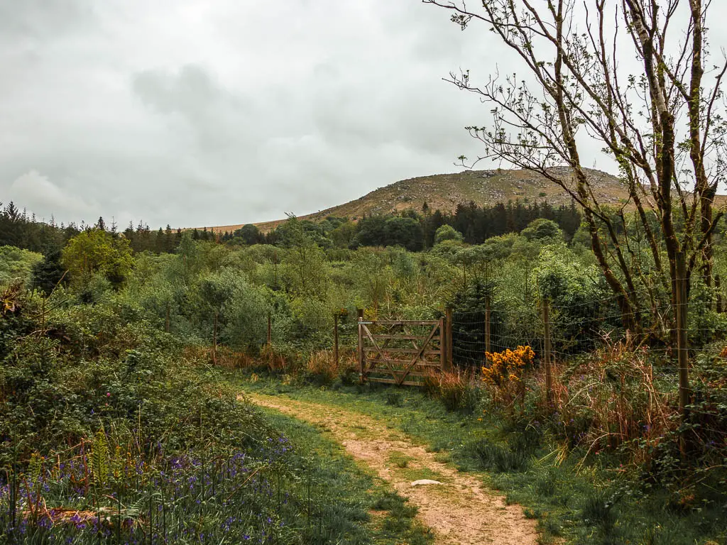 A dirt path with a wired fence on the right and a view to Sheepstor in the distance behind the tree tops.