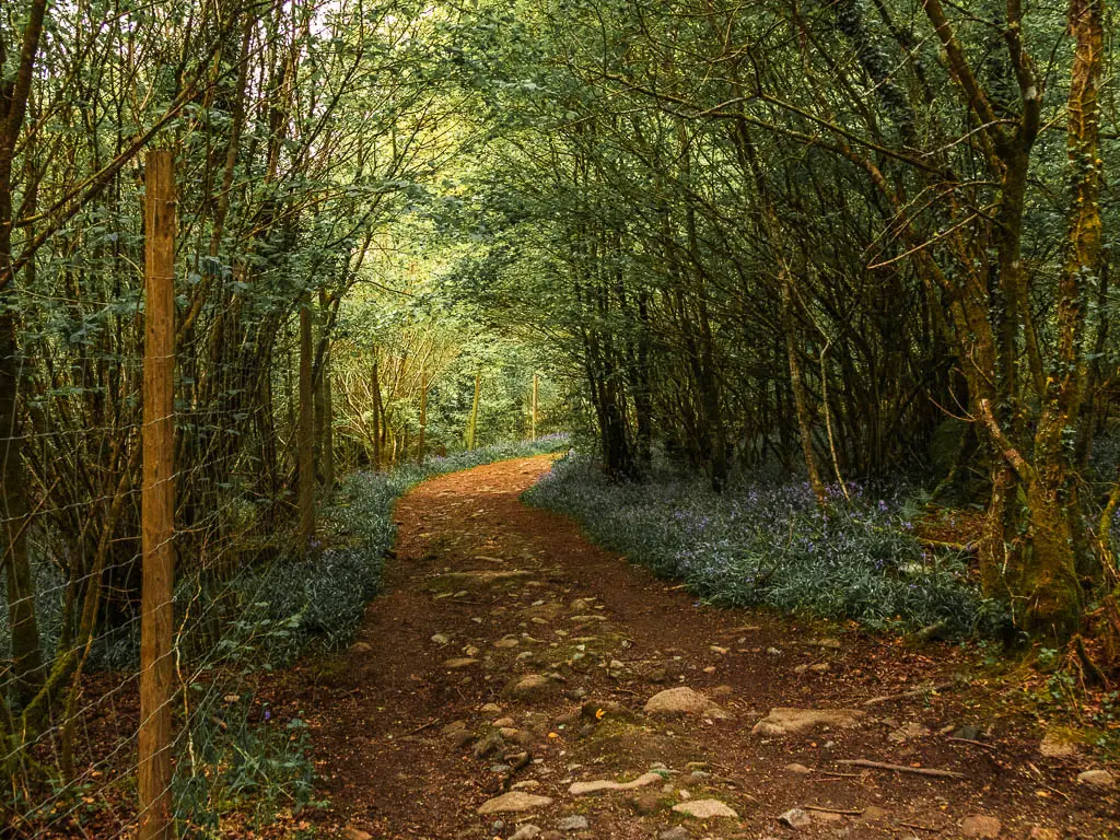 A wide dirt path with lots of rocks in the woods. There is a tall wire fence on the left of the trail.