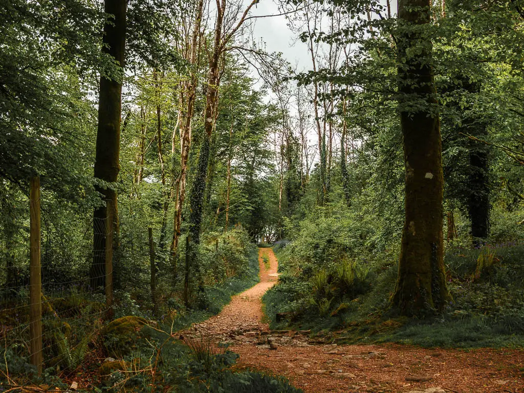 A narrow dirt trail running straight through the woods, along the Sheepstor circular walk. There is a tall wire fence on the left of the trail.