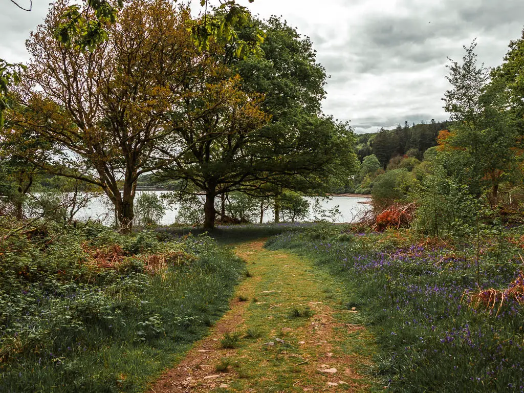 A dirt grass trail lined with tall grass and some bluebells, leading towards a few tress and the reservoir, near the end of the Sheepstor circular walk.