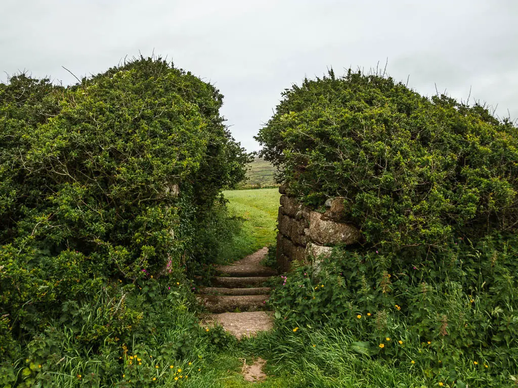 Stone steps leading between the tall bushes on the walk back to St Ives from Zennor.