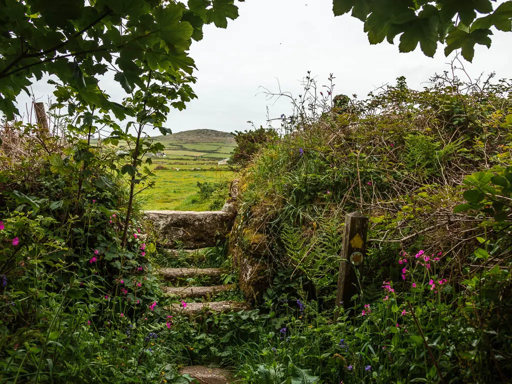 Stone steps surround by bushes and some pink and blue flowers on the walk back to St Ives from Zennor. There is a view to a field and hill in the distance past the steps. 