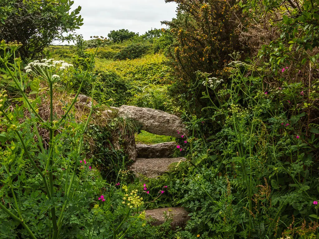 A stone step stile, surround by lots of greenery and a few pink flowers, on the walk back to St ives from Zennor. 