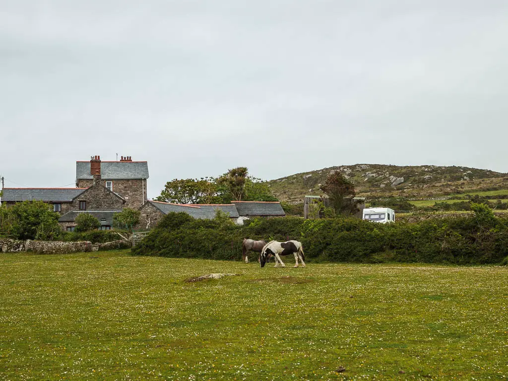 A field with a couple of horses grazing on the other side, with some rooftops visible over the hedge.