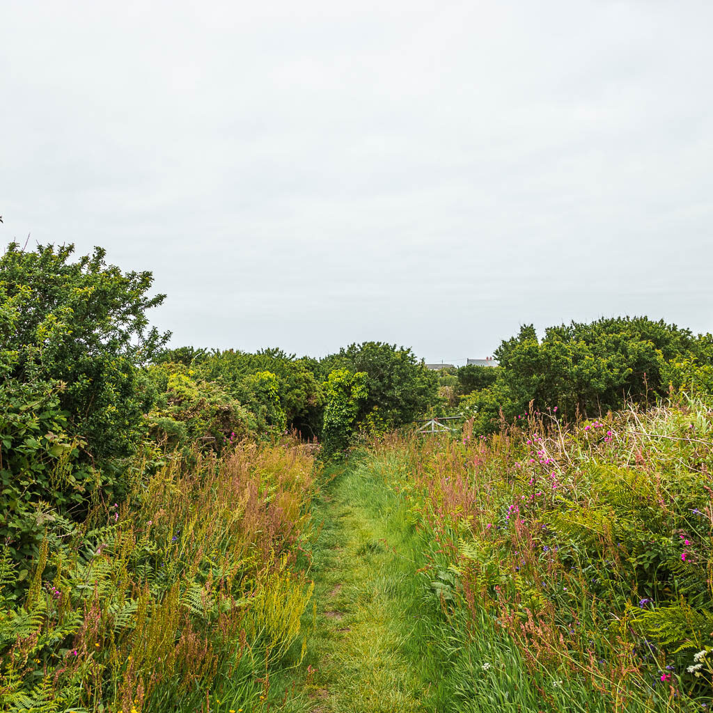 A short grass trail, surrounded by taller grass and some flowers on the walk back to St Ives from Zennor.