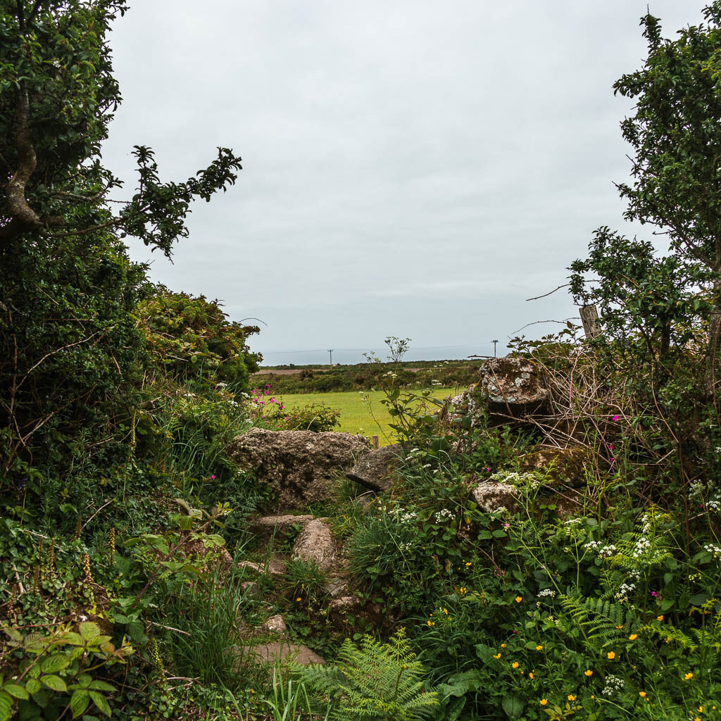 Stone steps leading through the bushes and flowers, into another field.