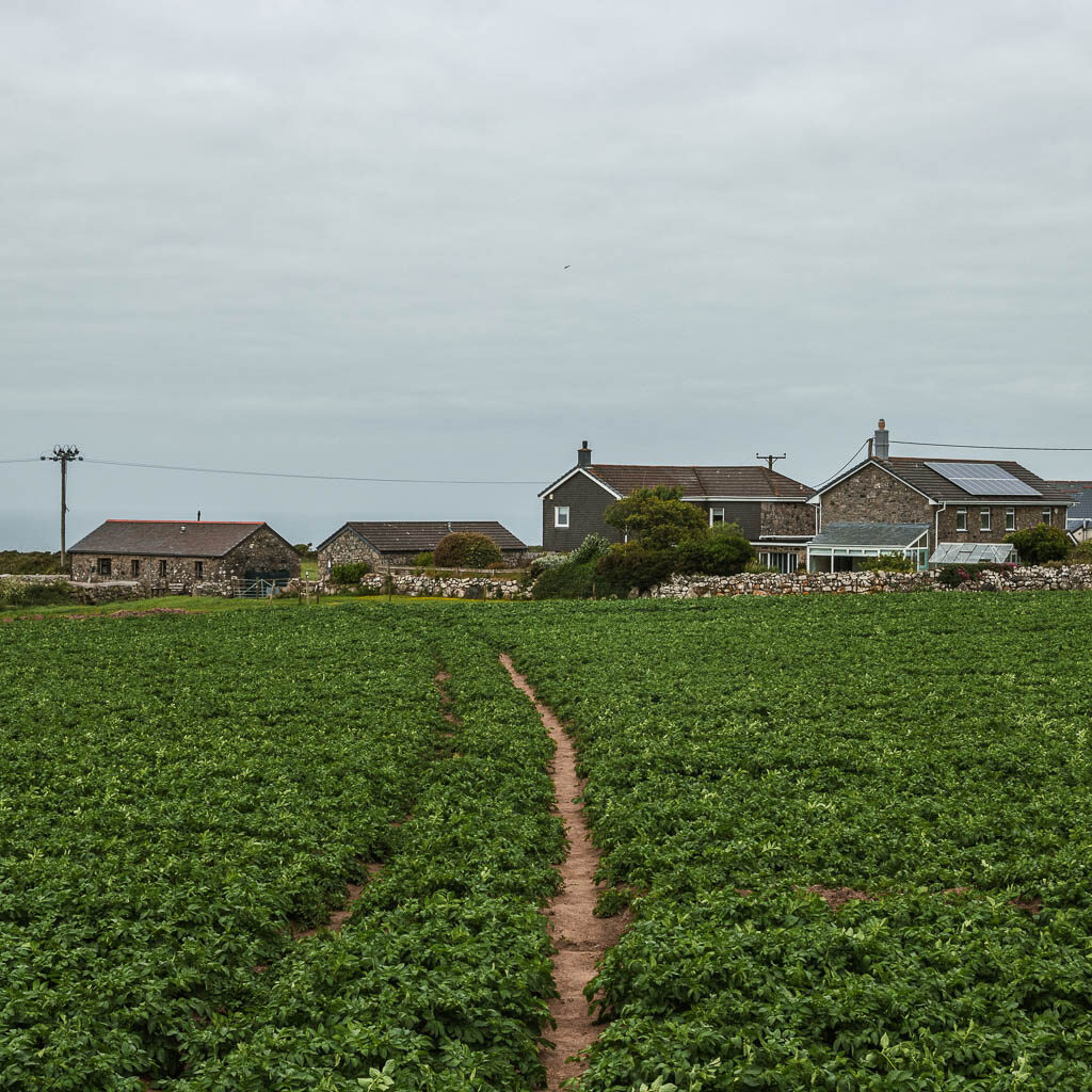 A narrow trail leading through the crop field towards houses on the other side, on the walk back to St Ives from Zennor.