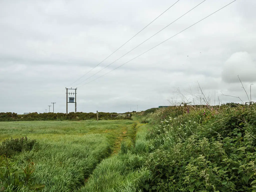 A large field with tall grass, and a trail running straight along it. There are bushes to the right of the field, and lining the other side. There are telephone pylons.