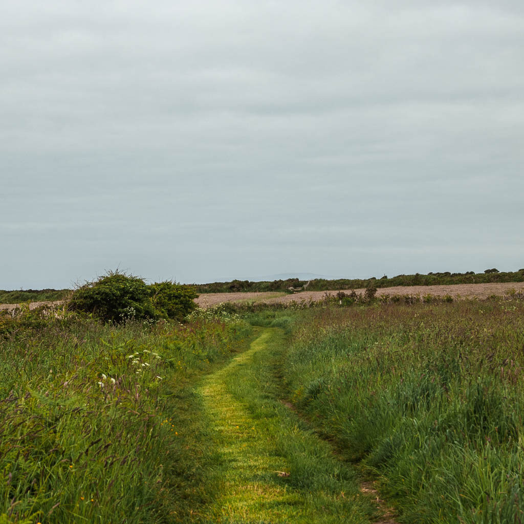 A short grass trail, running through the tall grass.