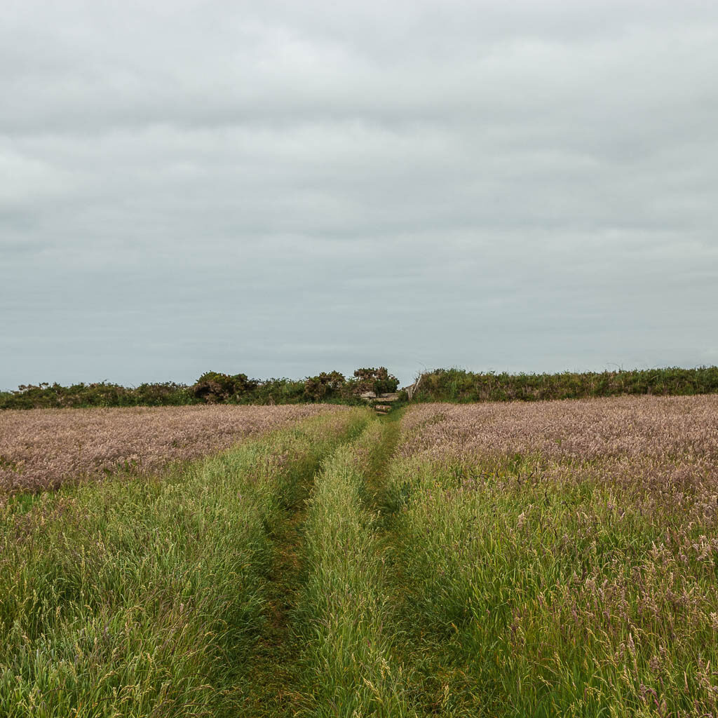 Two grass tracks through the tall grass, leading to a hedge on the other side. 