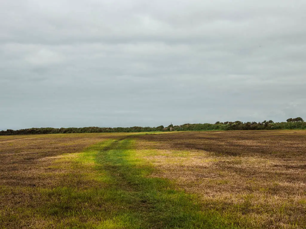 A large field in shades of bright yellow, green and brown. 