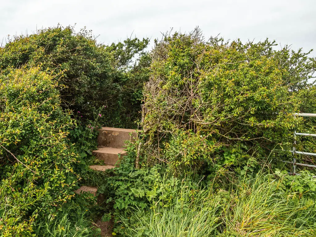 Stone steps leading up and through the bushes. 