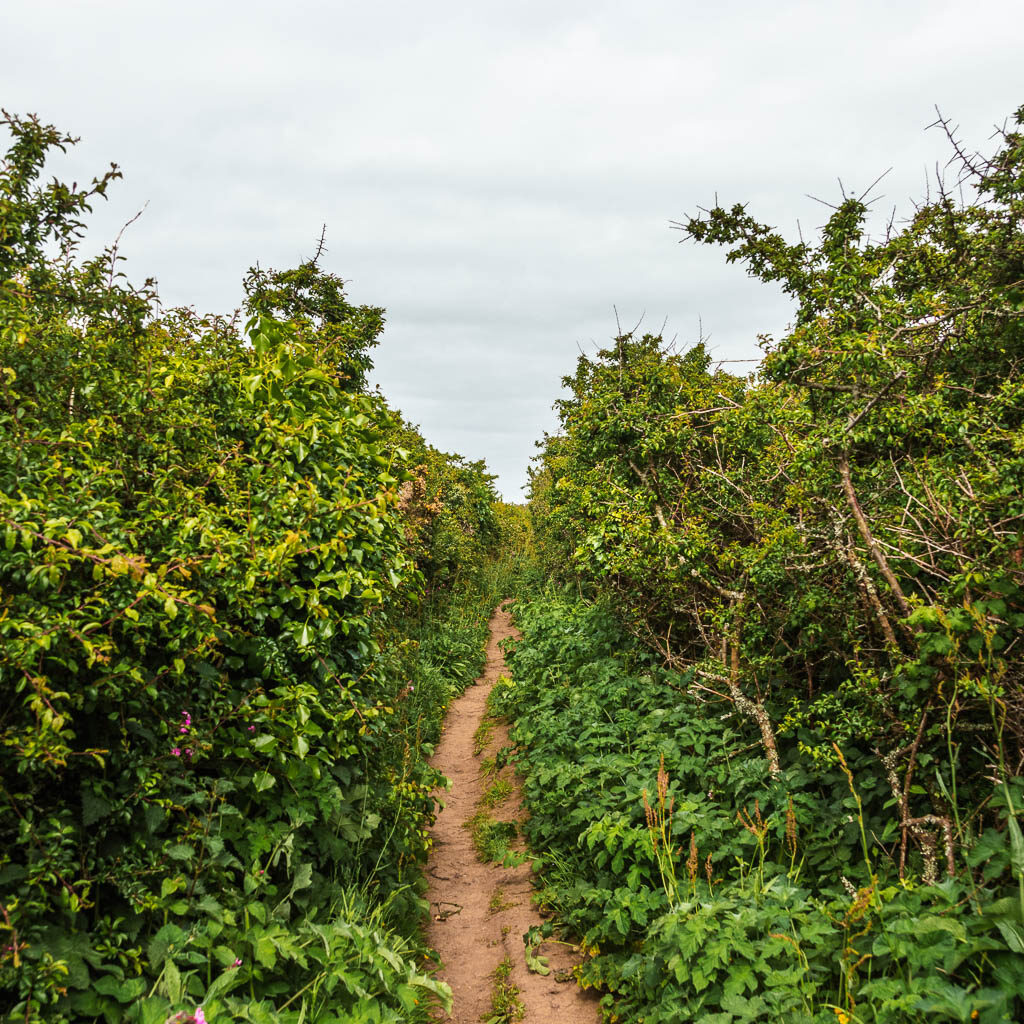 A narrow dirt trail lined with tall bushes.