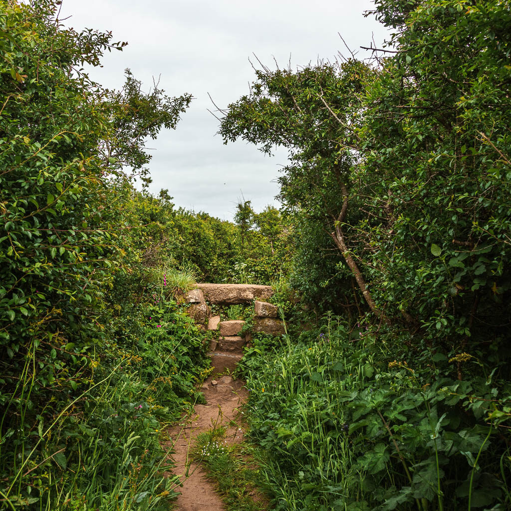 A narrow dirt trial leading to stone steps, and surrounded by tall bushes and hedge, near the end of the St Ives to Zennor circular walk.