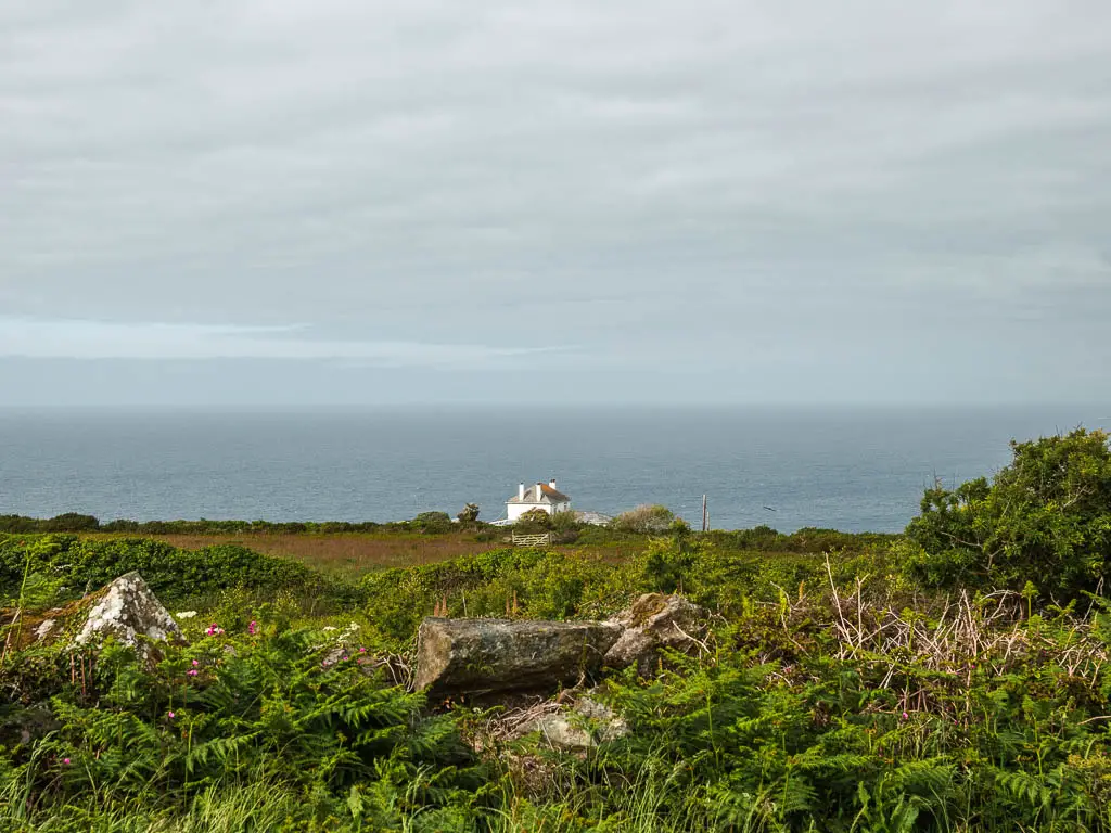 Looking across the tops of the bushes and rocks to a field and a white coloured house on the other side, with the sea beyond it, near the end of the walk back to St ives from Zennor. 