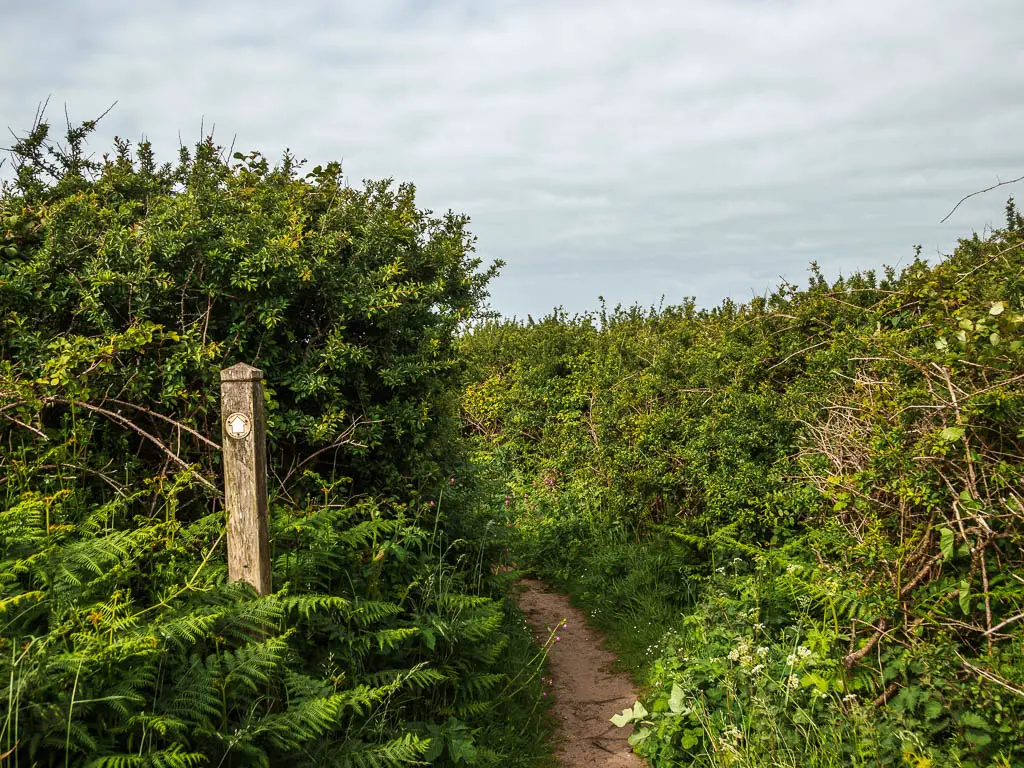 A narrow dirt trail lined with tall hedges, and a wooden trail sign on the left. 