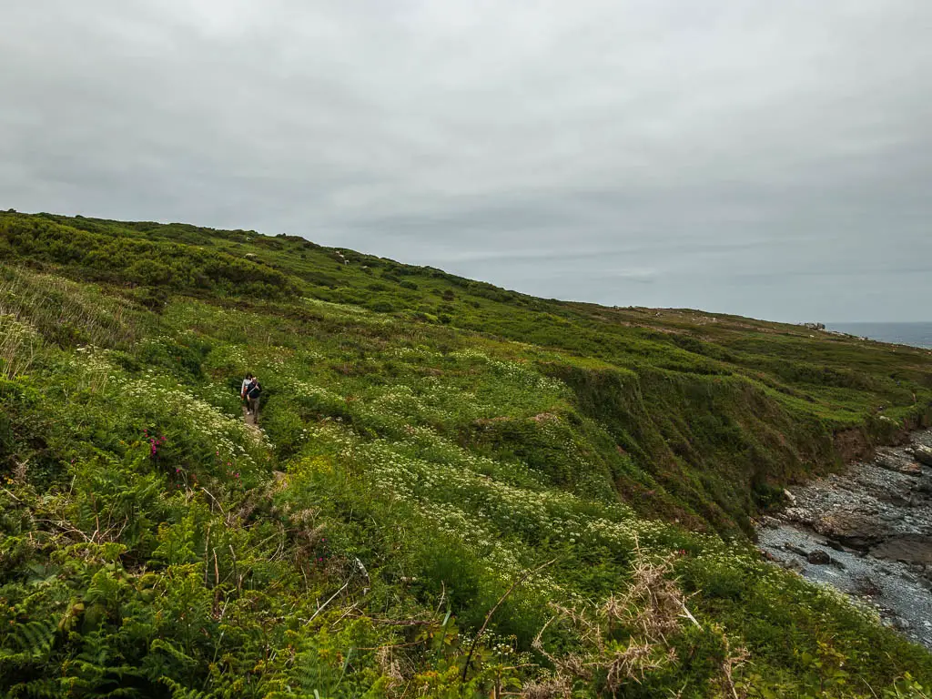 Looking along the top of the cliffs, covered in lots if unkept greenery, on the coastal St Ives to Zennor walk. There is a person walking along a path through the green. 