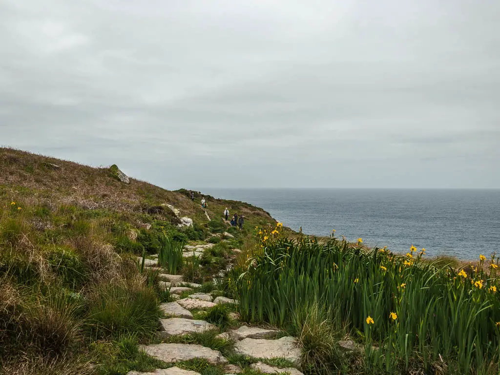 Stepping stones surrounded by tall unkept grass and yellow flowers, with the sea to the right, on the coast path walk from St Ives to Zennor.