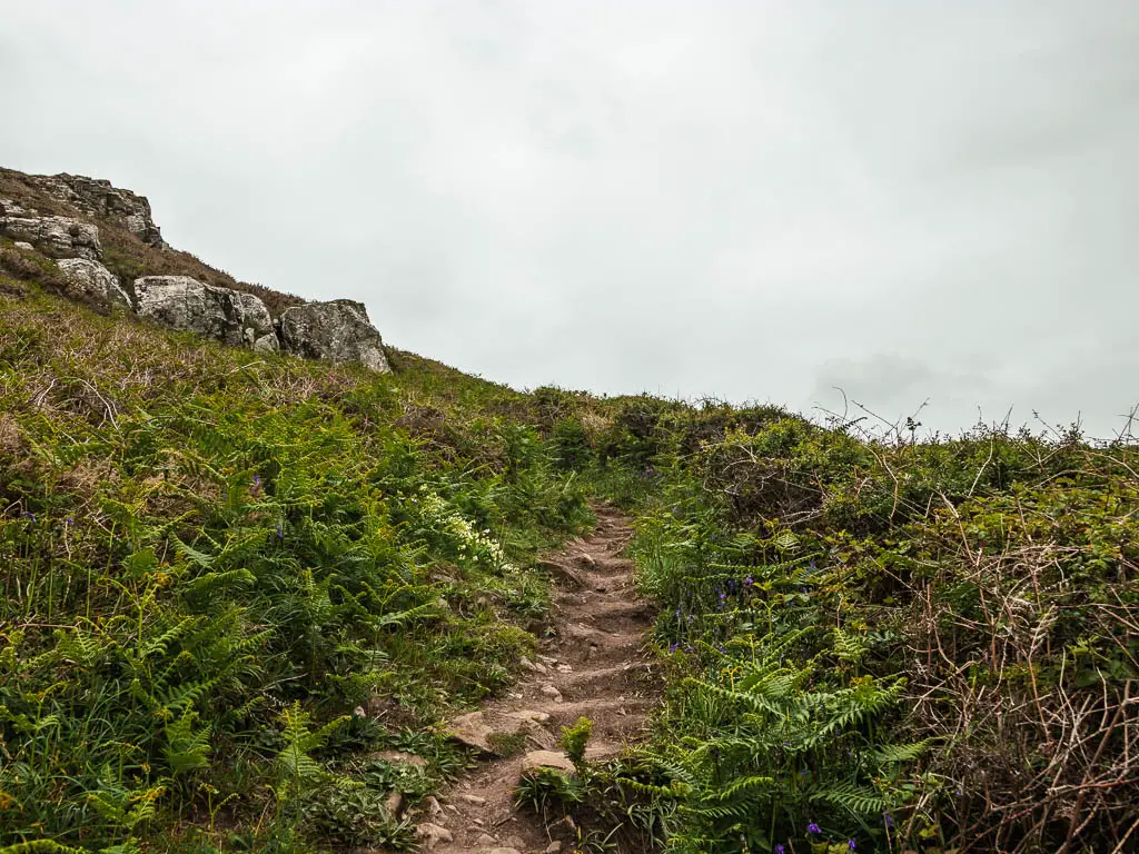 Dirt steps leading uphill, surrounded by unkept green plants. There are some rocks further up to the left of the steps. 