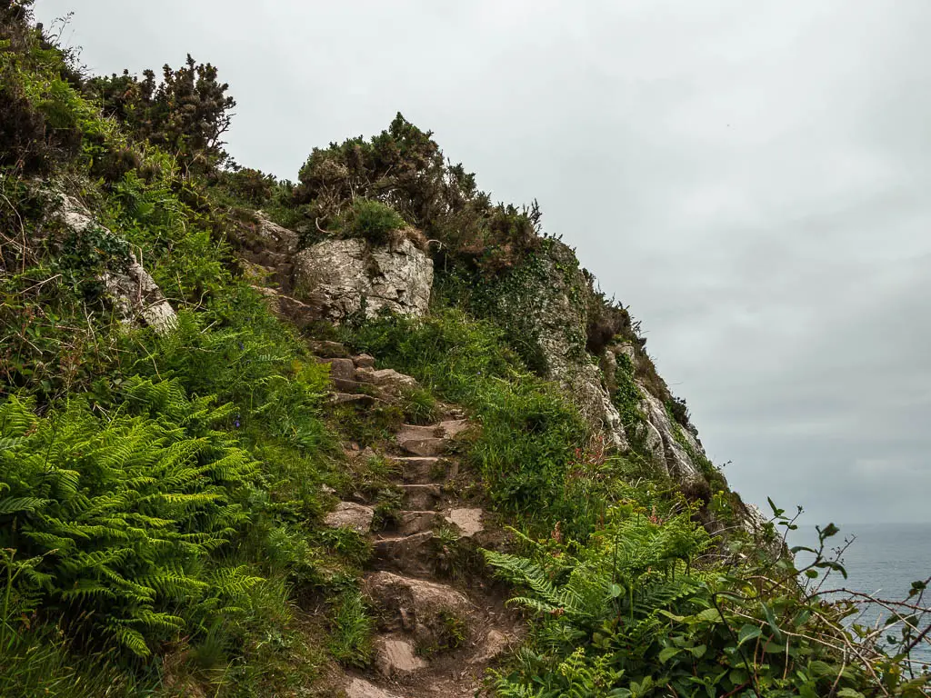 Rock steps leading steeply uphill on the coastal walk from St Ives to Zennor. The rocks are surround by lots of green plants and leaves. 