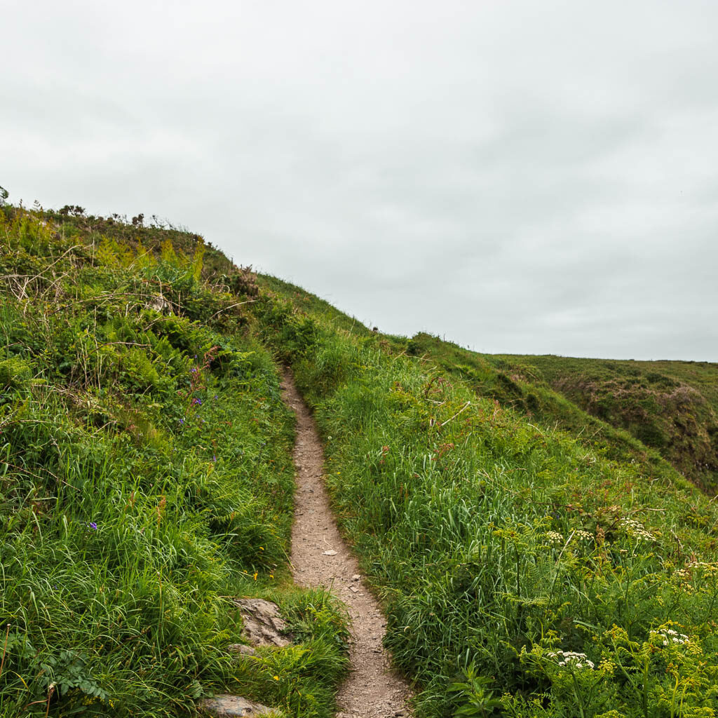 A narrow trail leading uphill through the overgrown grass. 