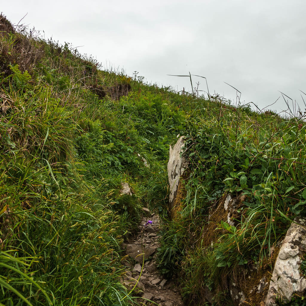 A barely visible rocky trail, surrounded by unkept grass.