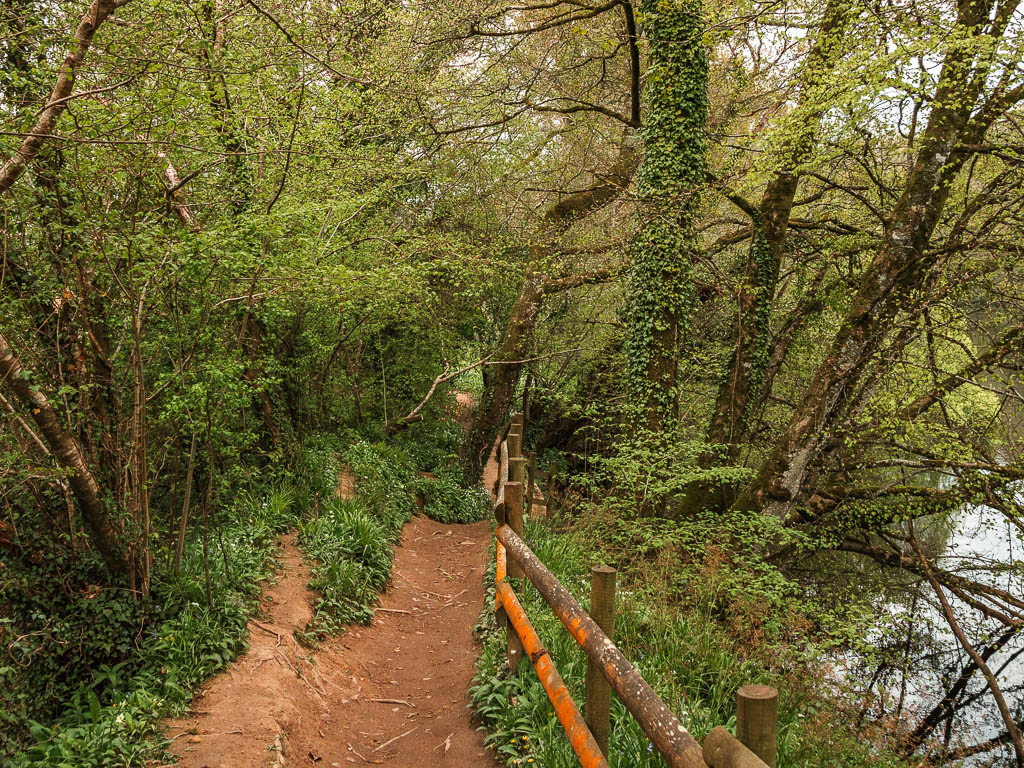 A dirt trail surrounded by leaning trees with a wooden fence on the right.