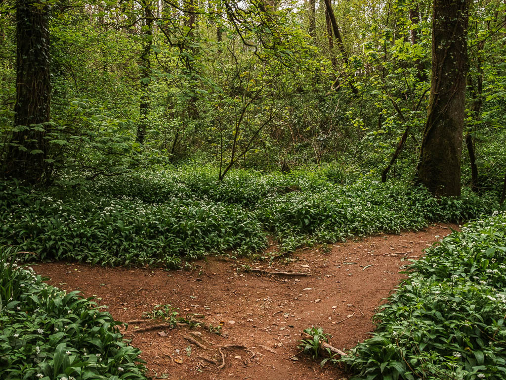 A dirt trail spilt in the woodland.