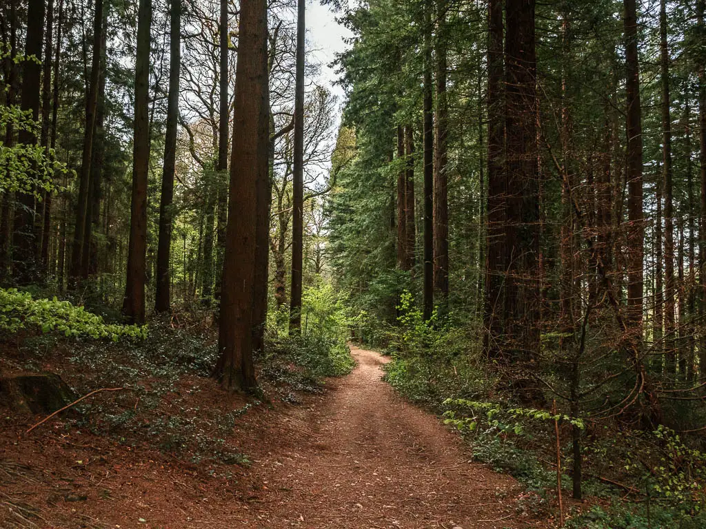 A woodland dirt trail surrounded by tall trees in Dartington on the circular walk from Totnes.