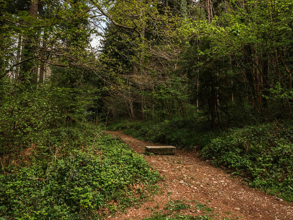 A rocky dirt trail leading uphill through the trees and bushes.