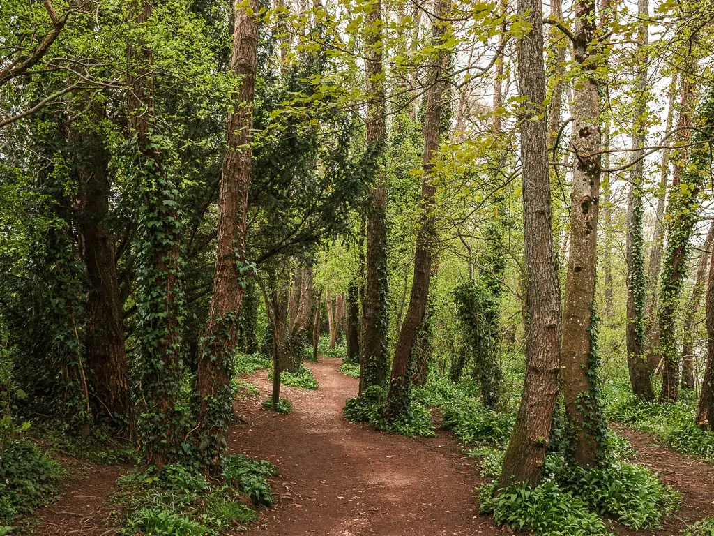 A dirt trail lined with lots of tall trees covered in ivy leaves at the start of the river walk from Totnes to Dartington.