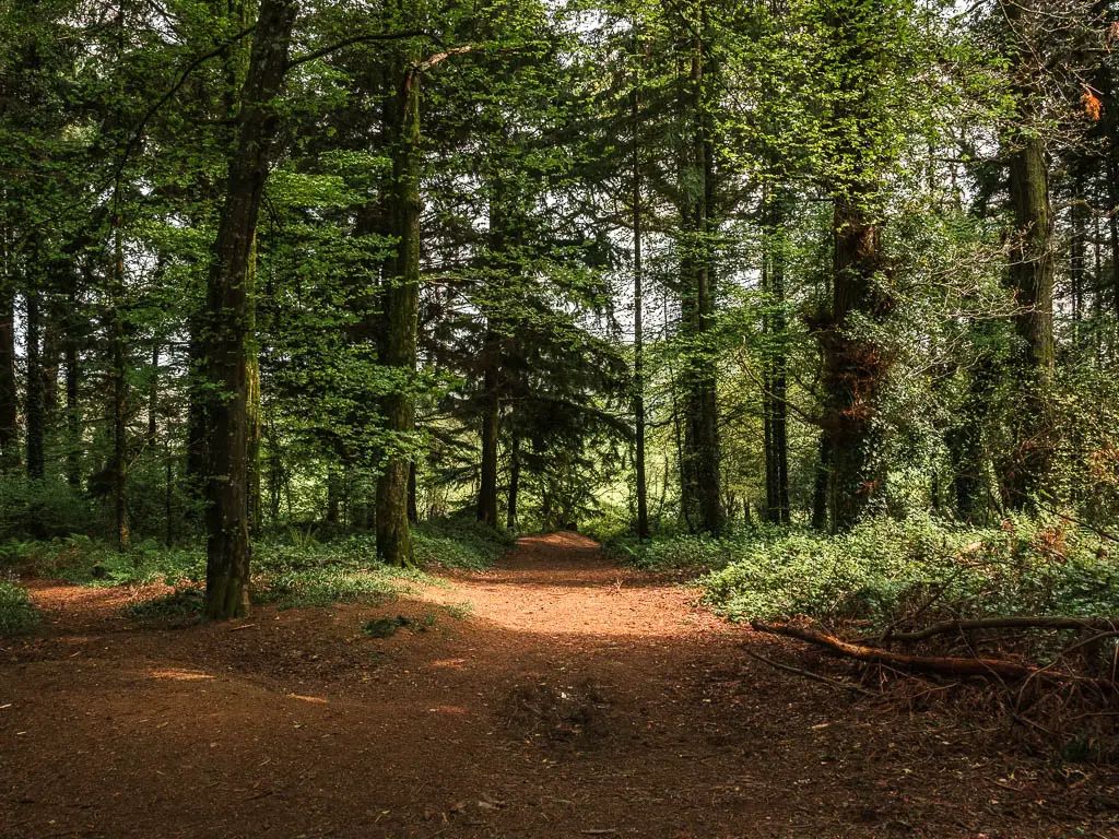 A wide dirt trail in the woodland.