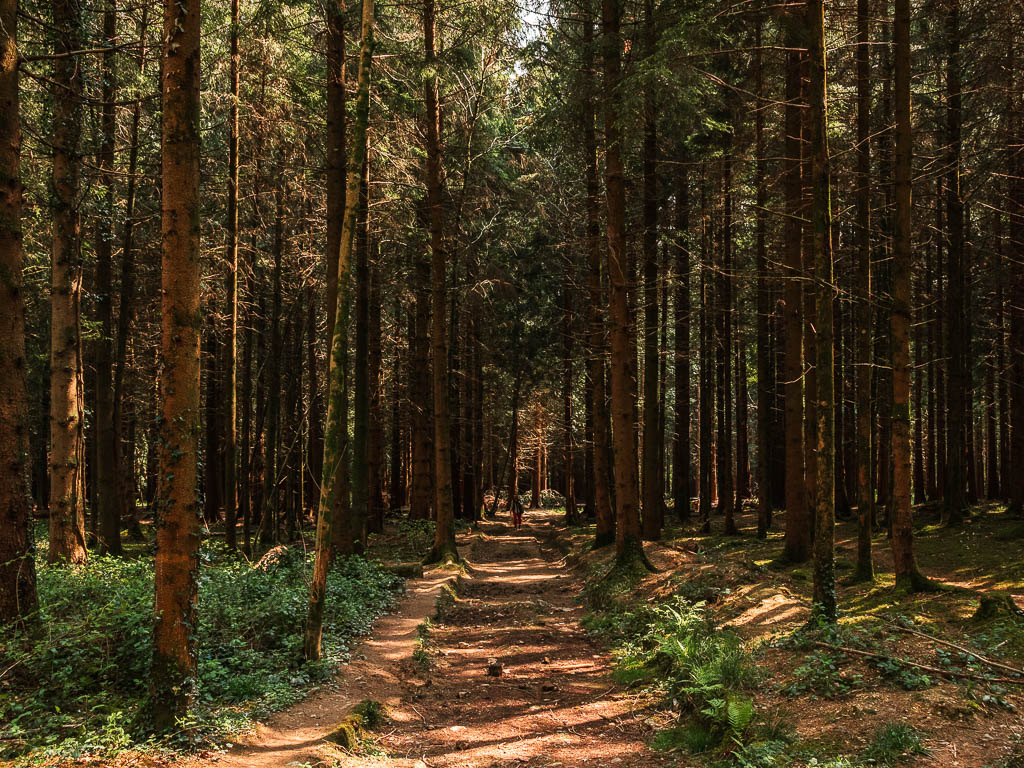 A long hollowed out trail, lined with lots of tall trees with this trunks.